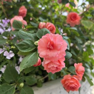 八重咲きインパチェンス,お花,植物のある暮らし,ありがとう♡,バラ・ミニバラの画像