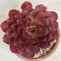 ビカクシダ,センポニウム,いつもありがとうございます♡(ᴗ̤ .̮ ᴗ̤ )₎₎の画像