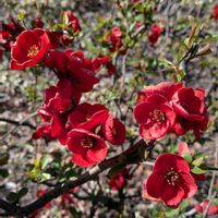 ボケ,木瓜,雑草,山野草,野草の画像