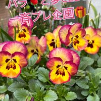 ツメレンゲ,子持ち蓮華,紅稚児,白檀,リュウゼツランの画像
