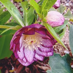 クリスマスローズ,クリスマスローズ ダブル,レンテン・ローズ,地植え,花のある暮らしの画像