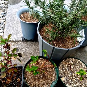 ローズマリー,ミニバラ,紫陽花 アジサイ あじさい,紫陽花 アジサイ あじさい,PWの画像