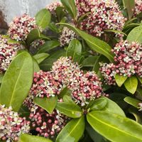 スキミア,小花会,みんな最高,小さな庭の画像