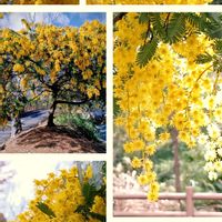 ミモザ,オステオスペルマム,アロエ　千代田錦,スーパーアリッサム フロスティーナイト,多肉植物の画像