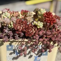 天使の雫,多肉植物,多肉植物の紅葉,多肉植物のある暮らし,新潟の画像