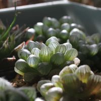 ハオルチア オブツーサ,ハオルチア属,その他部屋の画像