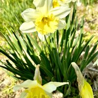 カタバミ,クサノオウ,ラッパスイセン,GSのみなさんに感謝♡,復興祈願の画像