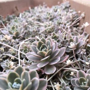 子持ち蓮華錦,子持ち蓮華錦 鏡花,子持ち蓮華錦 鏡花,子持ち蓮華カスタード,花のある暮らしの画像