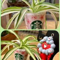 オリズルラン,ツバキ,パンジー,小松菜,キクザキリュウキンカの画像