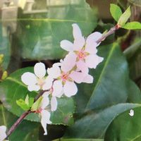 シャリンバイの画像