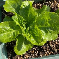 ツルムラサキの画像