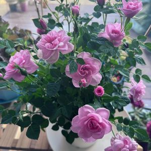 ミニバラの画像