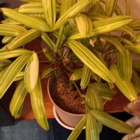 カンノンチクの画像