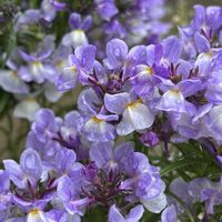 スイセン,リナリア,アガベ,カタバミ,ヒメオドリコソウの画像