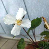 シラユキゲシの画像