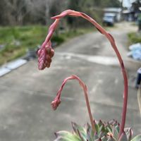 エレガンス,雪雛, ブロンズ姫,ファイヤーピラー.,月影×ルブラの画像