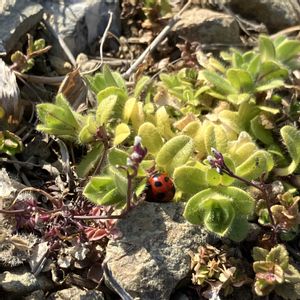 オランダミミナグサ,てんとう虫,植中毒,岩手県,東北の画像