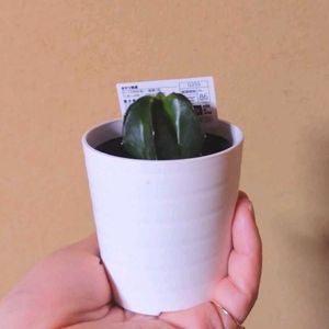 サボテン,ランポー玉,ランポー玉,鸞鳳玉,観葉植物の画像