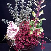 ハボタン,バロータ,クローバー　ティントワイン,カルーナブルガリス,カレックス エヴェレストの画像