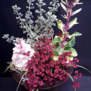 ハボタン,バロータ,クローバー　ティントワイン,カルーナブルガリス,カレックス エヴェレストの画像