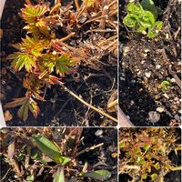 アスター,スペアミント,ベルフラワー,京 鹿の子の画像