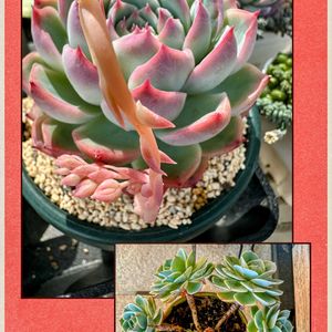 木瓜(ボケ),多肉植物,可愛い,元気！,もりもり多肉の画像