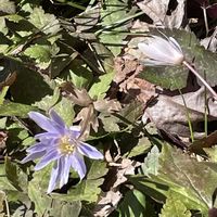 フクジュソウ,ヤブコウジ,栗の木,コウヤボウキ,ユキワリイチゲの画像