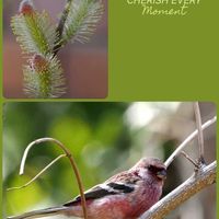 ネコヤナギ,花散歩,OLYMPUS,ミラーレス一眼,鳥さん☆大好きの画像