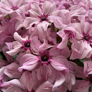 ガーベラ,シクラメン,アルブカ ナマクエンシス,パイナップルフレグランス,シクラメン・イリュージア・ピンクラテの画像