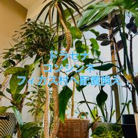 ドラセナ,エバーフレッシュ,ドラセナ・コンシンネ,森林浴,熱帯植物の画像