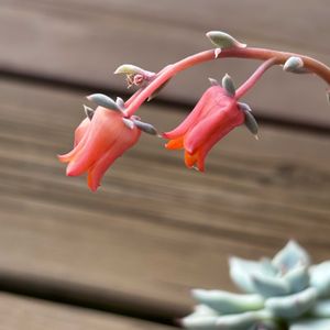 エケベリア,エケベリア　ガラシャの花,エケベリア　ガラシャ,多肉植物,鉢植えの画像