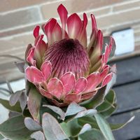 プロテア,プロテア シルビア,簡易ビニ温室,花のある暮らし,バラ大好きの画像