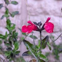 チェリーセージ,ご近所散歩,今日のお散歩,歩くの大好き♡の画像