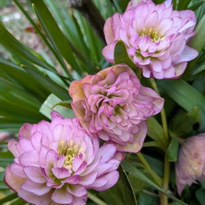 クリスマスローズシングルピコティ,植中毒,クリスマスローズ・シングル,クリスマスローズ・セミダブル,可愛い❤の画像