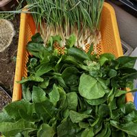 ほうれん草,エシャレットの画像