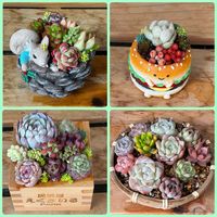 多肉植物の寄せ植え,レッドナイト,ゴールドブルー,寄せ植え,多肉植物の画像