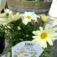 マーガレット,花壇,ガーデニング,お花,PWの画像