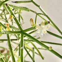 リプサリス,窓辺,リビング・ダイニングの画像