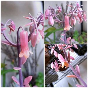 胡蝶の舞,多肉植物,多肉の花芽の画像