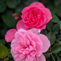 バラ,バラ,バラ,バラ,モッコウバラの画像