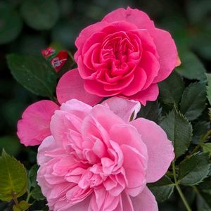 バラ,バラ,バラ,バラ,モッコウバラの画像