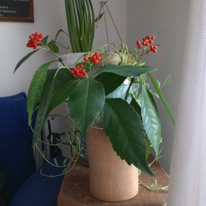 観葉植物,切り花,可愛い,花瓶,花束の画像