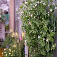 スナップエンドウ,プランター栽培,種まき中毒,GS映え,種まき大好きの画像