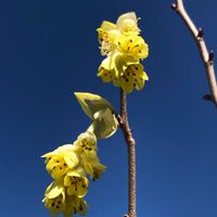 トサミズキ,ムスカリ,カタバミ,おさんぽの画像