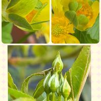 モッコウバラ,モッコウバラ,リュウキンカ(立金花),リュウキンカ(立金花),金曜日の蕾たちの画像