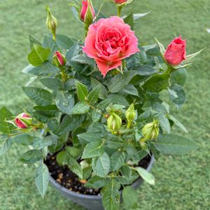 マリーゴールド,ミニバラ,宿根ネメシア,クレマチス　仙人草,ベランダの画像