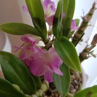 デンドロビウムの画像