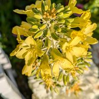 ハボタン,葉牡丹,葉ボタン,葉牡丹の花,我が家の花壇の画像