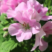 ペラルゴニウム,優しい花色,春爛漫！,お花を楽しむ,温室の花の画像