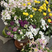 アリッサム,オダマキ,コツラ,バコパ,ネメシア GEBRの画像